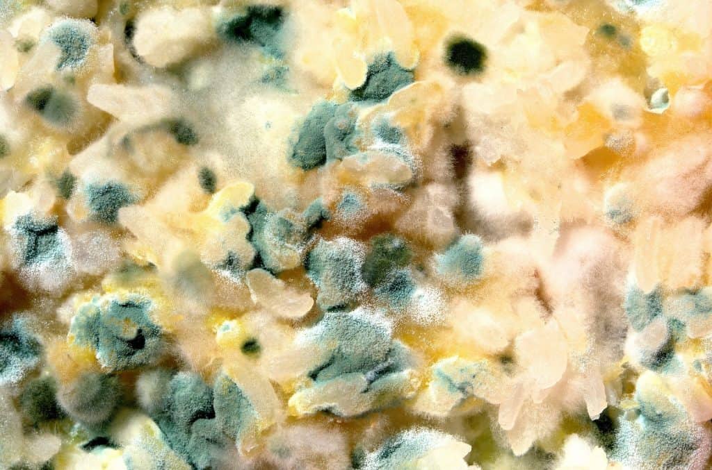 Are Mold Test Kits Reliable? - My Pure Environment