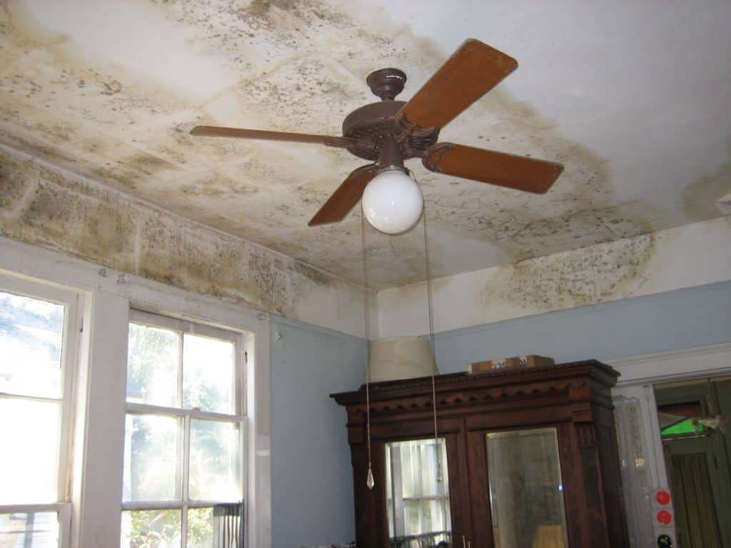Mold On Ceiling In House