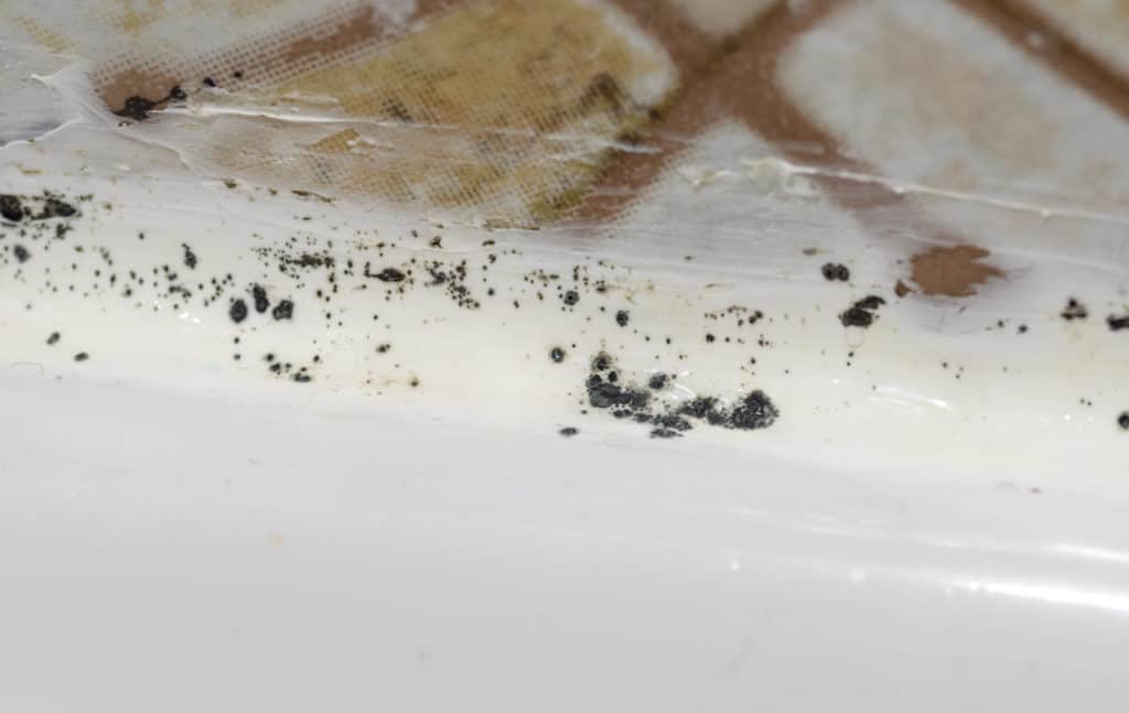 Black Mold In Your Home