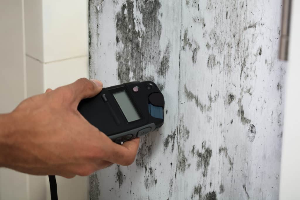 What Is Mold Remediation?