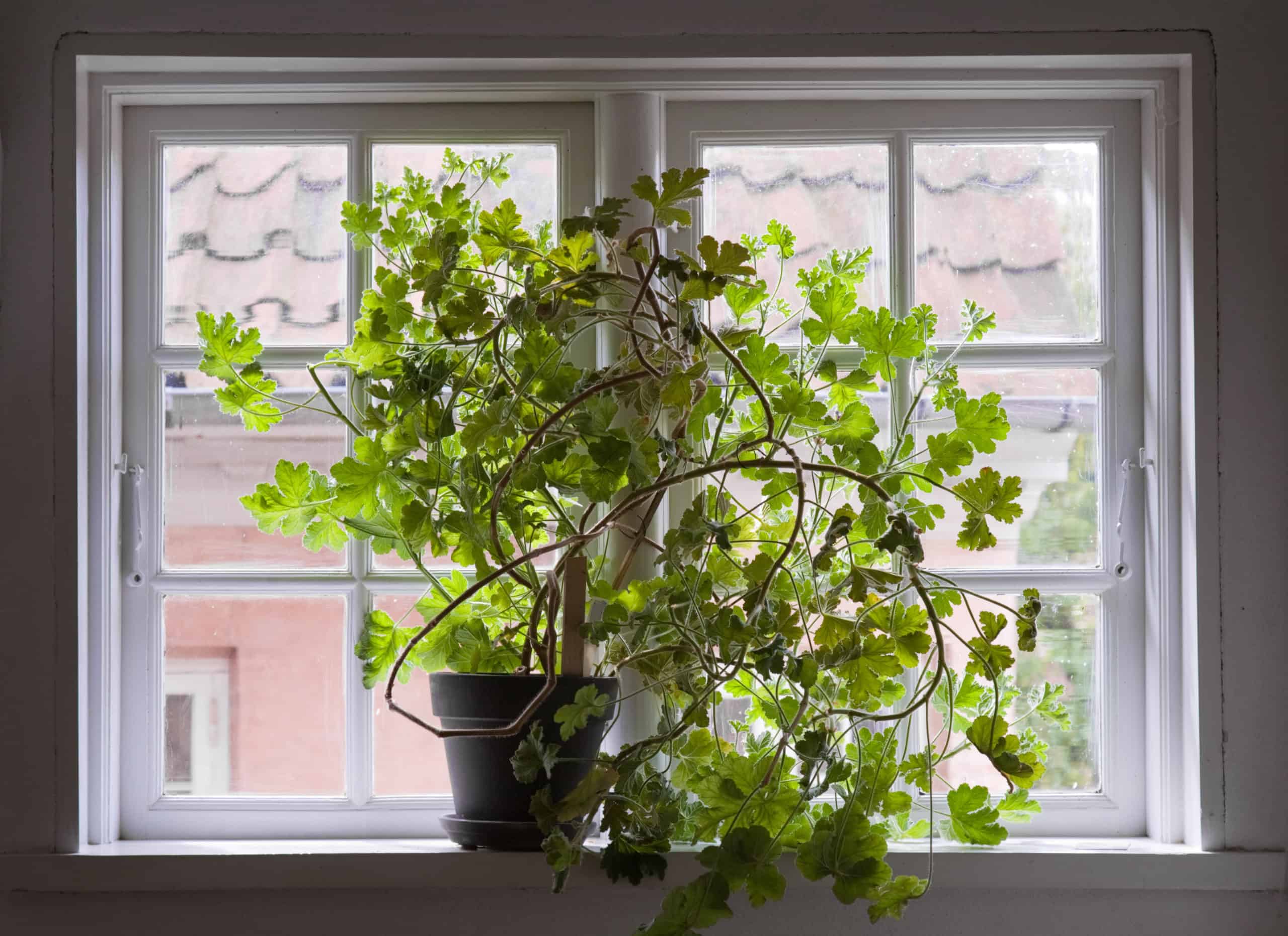 Как обрезать цветущую герань. Герань комнатное растение. Комнатные растения на окне. Цветы на подоконнике. Цветущие растения на окне.