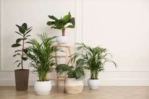5 More Plants That Remove Indoor Toxins