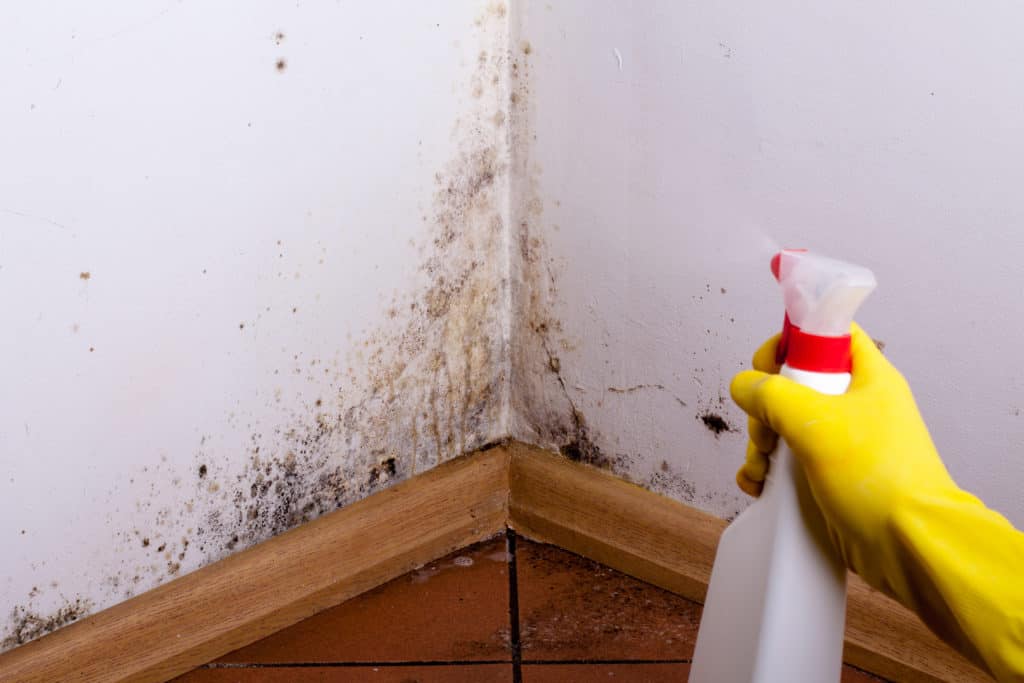 Mold 101: What You Need To Know About Household Mold