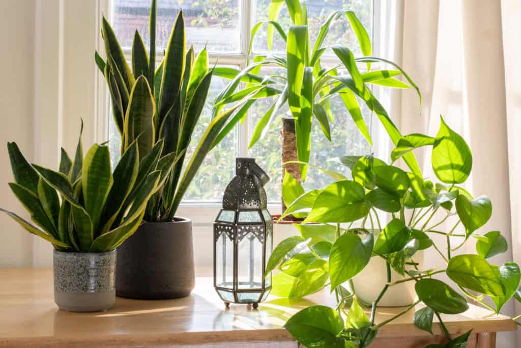 How To Improve Your Home Air Quality With Plants
