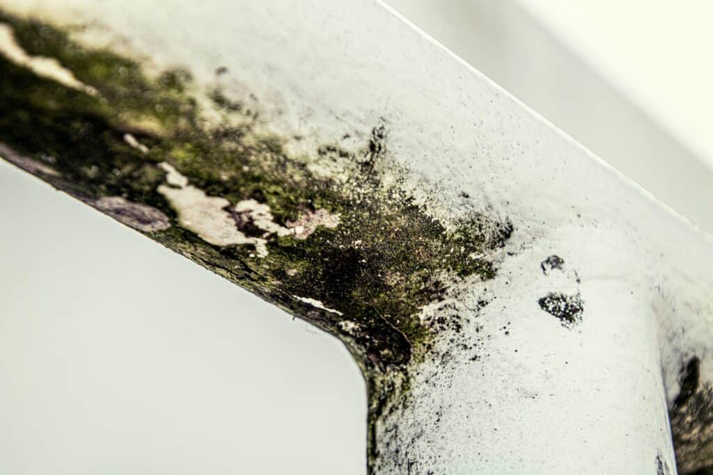 The 5 Most Common Types Of Indoor Mold