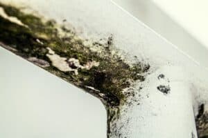 The 5 Most Common Types Of Indoor Mold